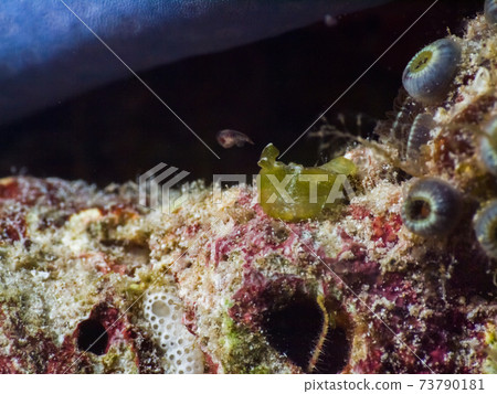 A member of the genus Shirofu Sierragai (Mergui Archipelago, Myanmar) 73790181