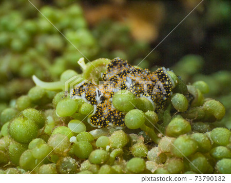 Crawling on sea grapes (Mergui Archipelago, Myanmar) Crawling on sea grapes (Mergui Archipelago, Myanmar) 73790182