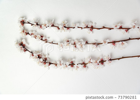 Three blooming apricot branches on white background. Flowering apricot tree. Three blooming apricot branches on white background. Flowering apricot tree. 73790281