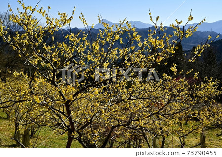 Buko山上盛開在Azumayasan Amur阿多尼斯的日本五香粉的花朵 Buko山上盛開在Azumayasan Amur阿多尼斯的日本五香粉的花朵 73790455