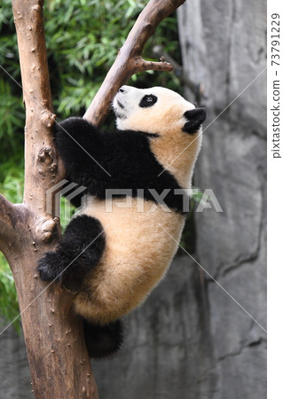 Baby panda climbing a tree Baby panda climbing a tree 73791229