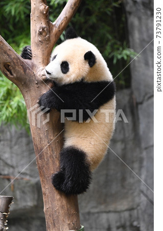 Baby panda climbing a tree 73791230