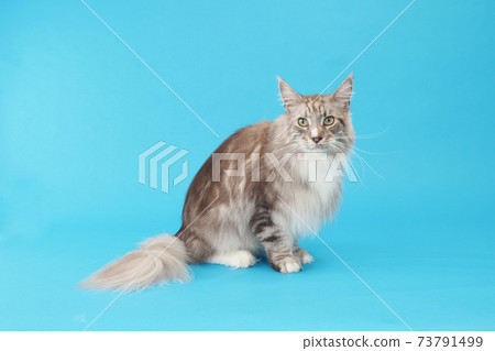 Maine Coon looking at the camera 73791499
