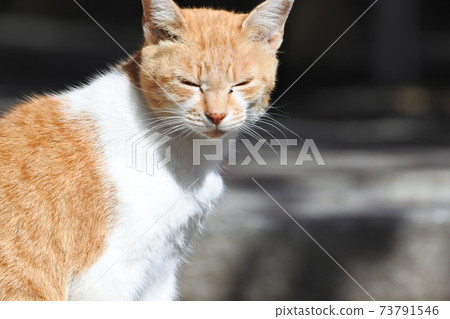 棕白色的流浪貓閉目養神。上半身。 73791546