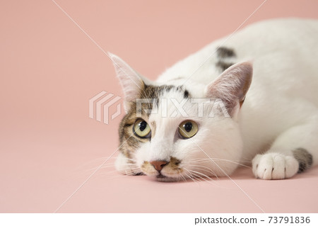 A cat with an upper eye (Japanese Bobtail) A cat with an upper eye (Japanese Bobtail) 73791836