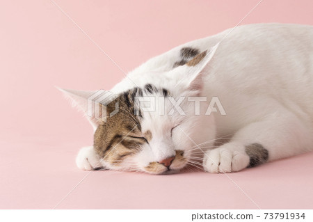 Sleeping cat (Japanese Bobtail) Sleeping cat (Japanese Bobtail) 73791934