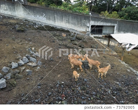 生活在熔岩農場的巴巴里羊 生活在熔岩農場的巴巴里羊 73792005