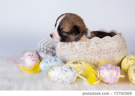 Funny Pembroke Welsh Corgi puppy in Easter egg Funny Pembroke Welsh Corgi puppy in Easter egg 73792009