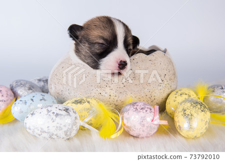 Funny Pembroke Welsh Corgi puppy in Easter egg 73792010