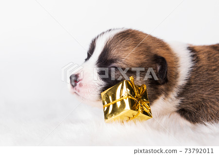 Small Pembroke Welsh Corgi puppy dog with gift 73792011
