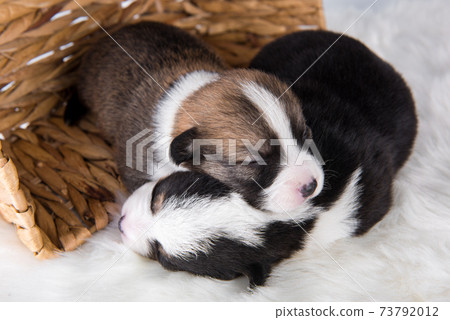 Two Pembroke Welsh Corgi puppies dogs on white Two Pembroke Welsh Corgi puppies dogs on white 73792012