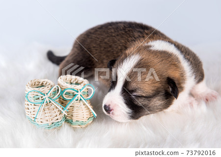Small Pembroke Welsh Corgi puppy dog with shoes Small Pembroke Welsh Corgi puppy dog with shoes 73792016