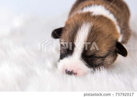 Two Pembroke Welsh Corgi puppies dogs on white 73792017