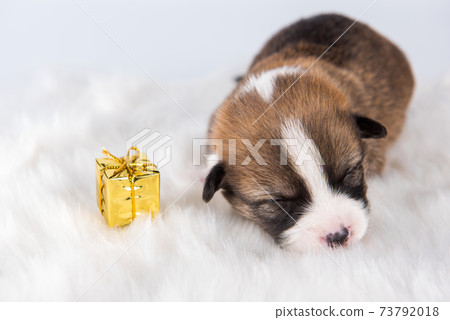 Small Pembroke Welsh Corgi puppy dog with gift 73792018