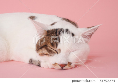 Sleeping cat (Japanese Bobtail) Sleeping cat (Japanese Bobtail) 73792274