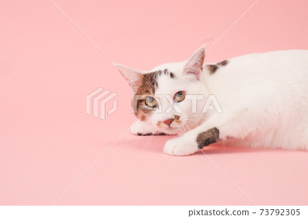 Cat lying down (Japanese Bobtail) Cat lying down (Japanese Bobtail) 73792305
