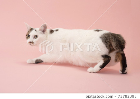 A cat that turns around and smiles (Japanese Bobtail) A cat that turns around and smiles (Japanese Bobtail) 73792393