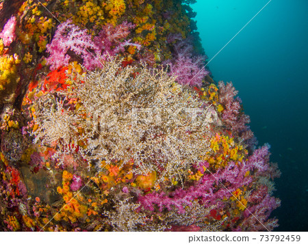 Coral-covered walls (Yabukoeda, Thorny Saka, Himeibo Goat) (Mergui Archipelago, Myanmar) 73792459