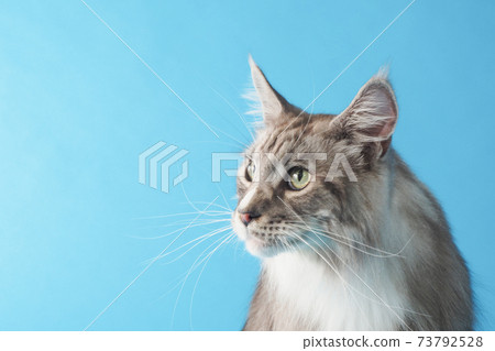 Bust up of Maine Coon Bust up of Maine Coon 73792528