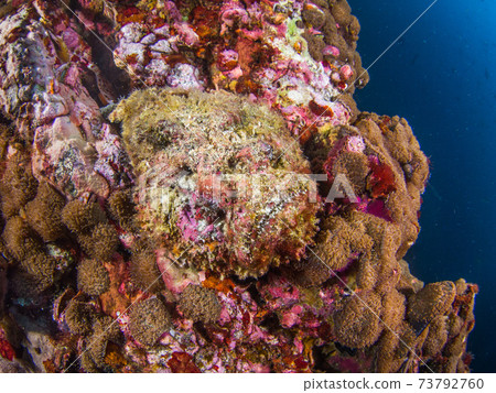 Stonefish that mimics rocks (Mergui Archipelago, Myanmar) 73792760