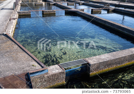 Hotaka rainbow trout fishpond 73793065
