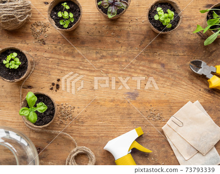 Basil seedlings in biodegradable pots on wooden table. Top view on green plants in peat pots and agricultural tools. Copy space. Basil seedlings in biodegradable pots on wooden table. Top view on green plants in peat pots and agricultural tools. Copy space. 73793339