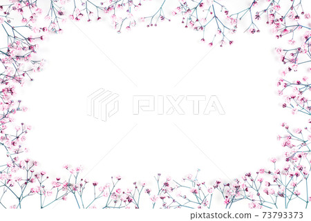 Beautiful flower background of gypsophila flowers. 73793373
