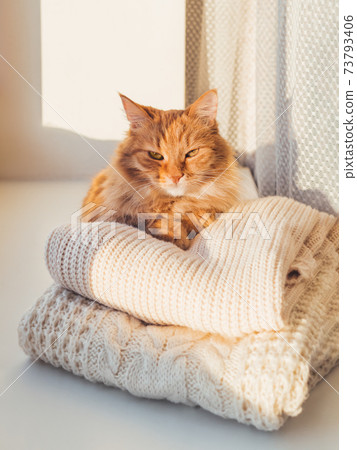 Cute ginger cat lies on pile of cable-knitted sweaters. Winter sunset. Fluffy pet on window sill with warm clothes. 73793406