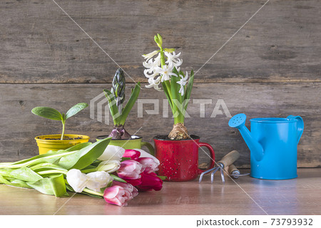 Spring gardening concept. White hycinths flowers, bouquet of white and pink tulips, watering can and garden tools on old wooden background 73793932