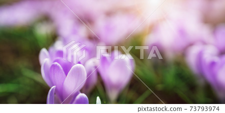 Closeup view of the spring flowers in the park 73793974