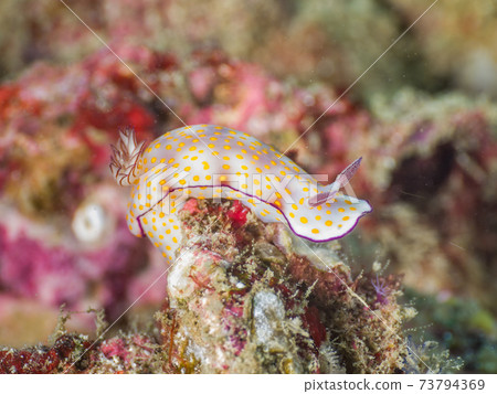 Umiushi (Hypsero Doris Purcella) (Mergui Archipelago, Myanmar) 73794369