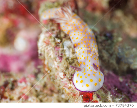 Umiushi (Hypsero Doris Purcella) (Mergui Archipelago, Myanmar) Umiushi (Hypsero Doris Purcella) (Mergui Archipelago, Myanmar) 73794370