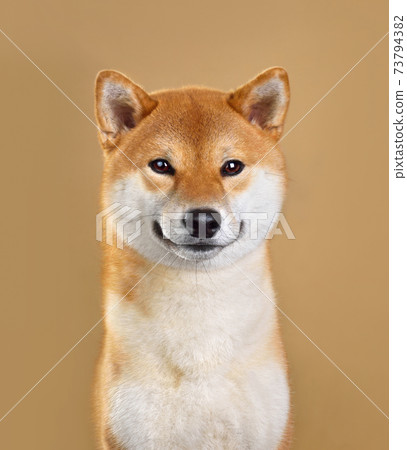 Smiling Shiba inu dog 73794382