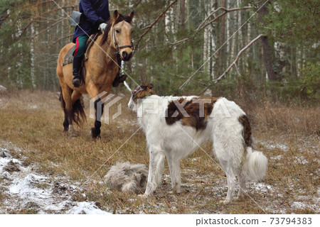 Reconstruction of hunting with borzoi dogs 73794383