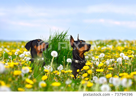Doberman Pinschers on spring background Doberman Pinschers on spring background 73794396