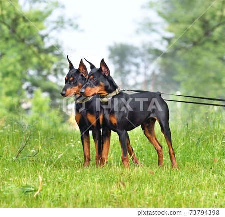 Two German Pinscher dogs Two German Pinscher dogs 73794398
