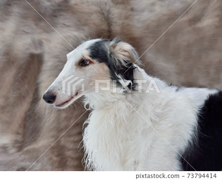 Portrait  of Russian wolfhound 73794414