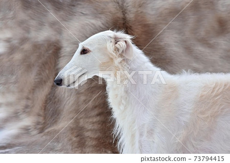 Portrait  of Russian wolfhound 73794415