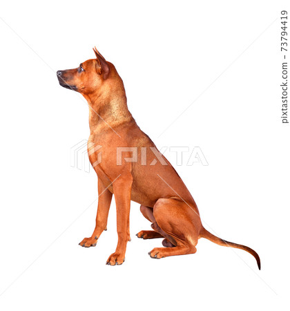 Sitting Thai Ridgeback Sitting Thai Ridgeback 73794419