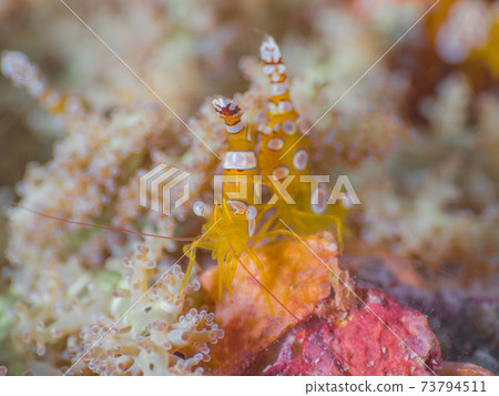 fire, underwater, sea 73794511