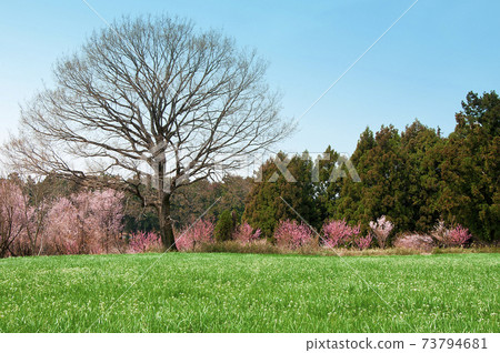 美麗的春天風景與粉紅色的花朵和草地 73794681