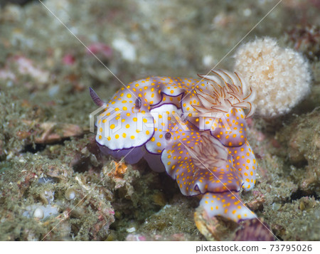 A pair of sea urchins (Hypserodoralis pulchera) (Mergui Archipelago, Myanmar) 73795026