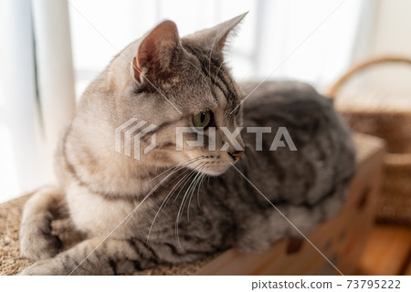 Sabatra cat, a cat that spends time leisurely Sabatra cat, a cat that spends time leisurely 73795222