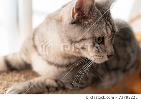 Sabatra cat, a cat that spends time leisurely Sabatra cat, a cat that spends time leisurely 73795223