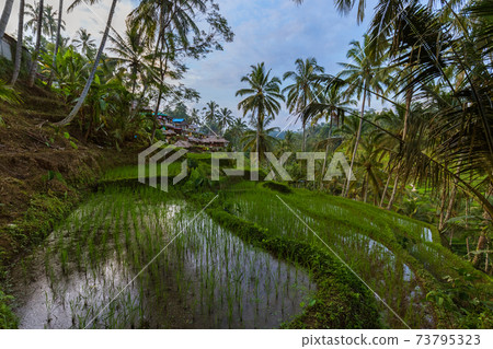 Rice fields Jatiluwih - Bali island Indonesia Rice fields Jatiluwih - Bali island Indonesia 73795323
