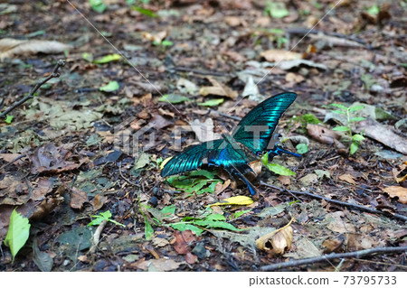 日本新潟縣五泉市高山黑燕尾 73795733