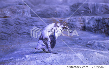 The Humboldt penguin (Spheniscus humboldti, Peruvian penguin, or patranca) is a South American penguin 73795828