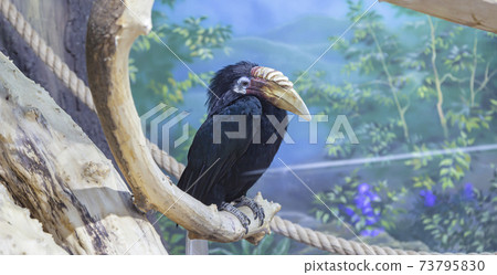 Blyth hornbill (Rhyticeros plicatus, Papuan hornbill) --large hornbill inhabiting the forest canopy in Wallacea and Melanesia. Its local name in Tok Pisin is kokomo Blyth hornbill (Rhyticeros plicatus, Papuan hornbill) --large hornbill inhabiting the forest canopy in Wallacea and Melanesia. Its local name in Tok Pisin is kokomo 73795830