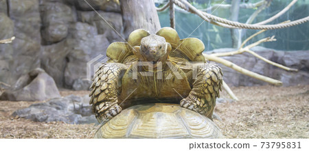 large image of a head of very big tortoise 73795831