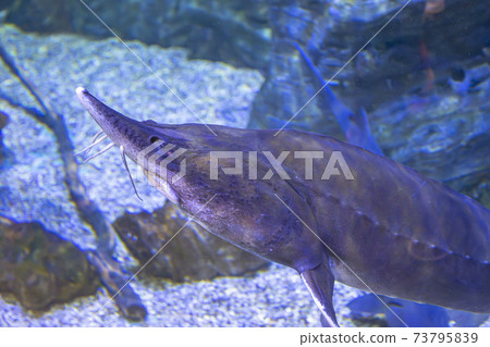 Wild fish in a huge beautiful aquarium Wild fish in a huge beautiful aquarium 73795839